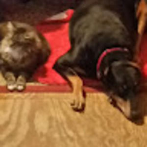 Meet your Posher, Laurie